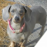 Jenny, a Short Haired Blue and Tan Female