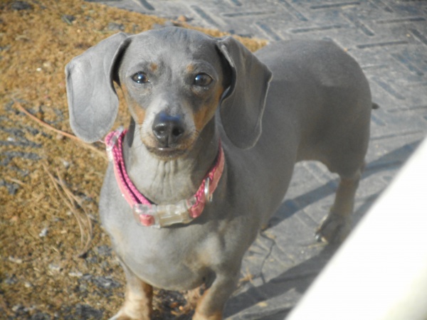 Jenny, a Short Haired Blue and Tan Female