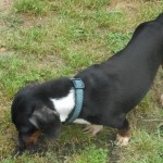 Rudy, a Short Haired Black and Tan Piebald Male