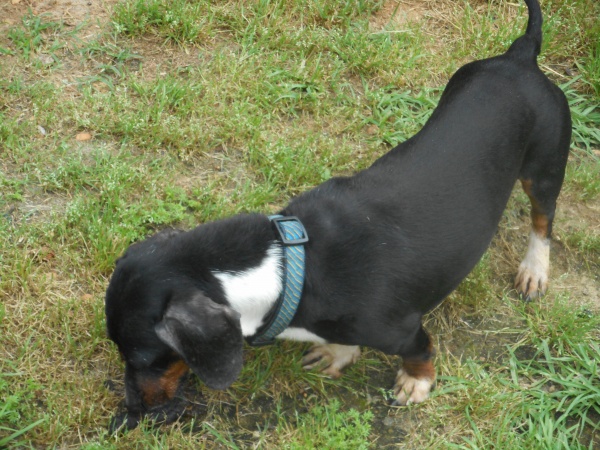 Rudy, a Short Haired Black and Tan Piebald Male