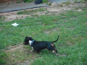 Rudy, a Short Haired Black and Tan Piebald Male