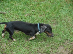 Rudy, a Short Haired Black and Tan Piebald Male