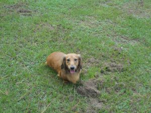 Cameron, a Longhair Shaded Red