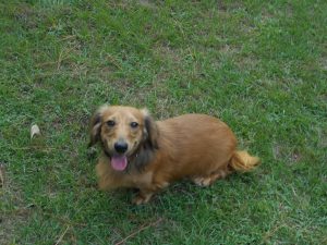 Cameron, a Longhair Shaded Red