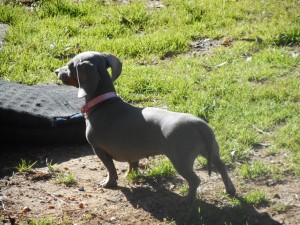 Jenny, a Short Haired Blue and Tan Female