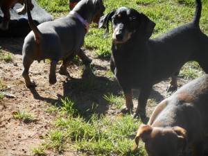 Bruno, a Short Haired Black and Tan Male