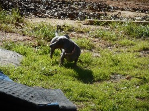 Jenny, a Short Haired Blue and Tan Female