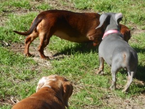 Jenny, a Short Haired Blue and Tan Female