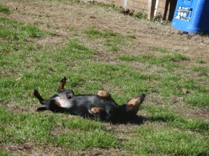 Bruno, a Short Haired Black and Tan Male