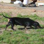 Bruno, a Short Haired Black and Tan Male