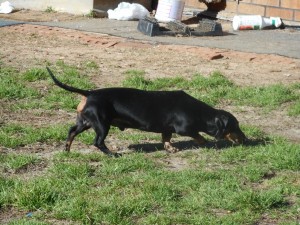 Bruno, a Short Haired Black and Tan Male