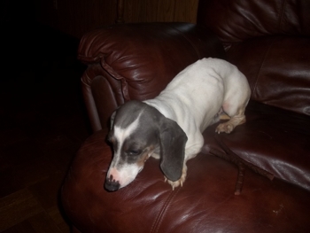 Blue Boy a Short Haired Extreme Blue and Tan PIebald
