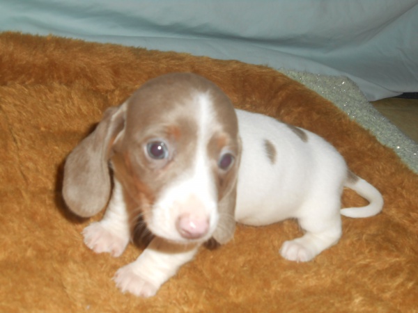 Isabella piebald hot sale dachshund
