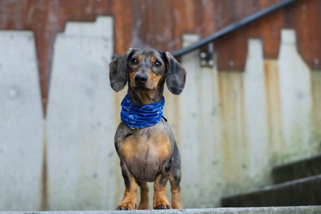 dachshund standing with bandana