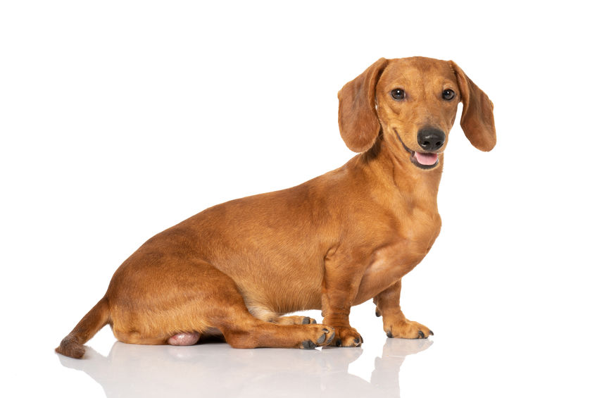 dachshund portrait