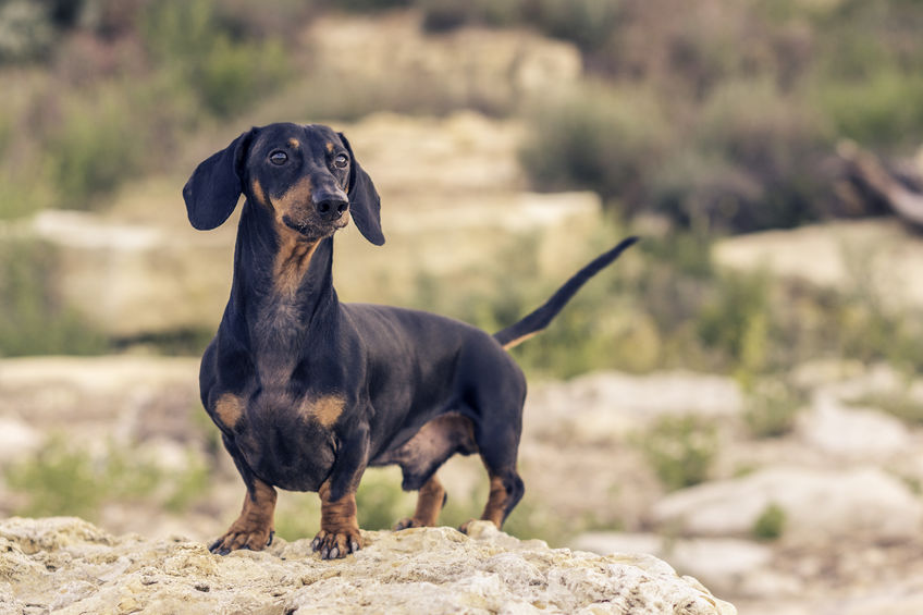 Grooming a Dachshund