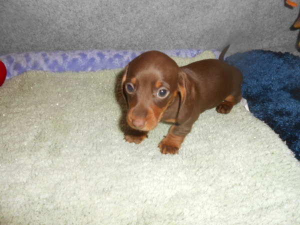 Dachshund Potty Training