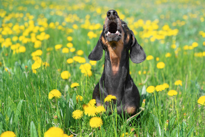 stop dachshund barking