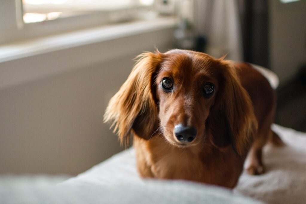 Choosing the Right Dog Groomer for your Dachshund