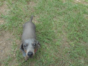 Jenny, a Short Haired Blue and Tan Female