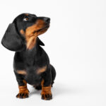 Cute playful dachshund puppy sits and looks up waiting for the command on a white background, copy space for advertising.