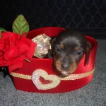 Puppy Nutrition