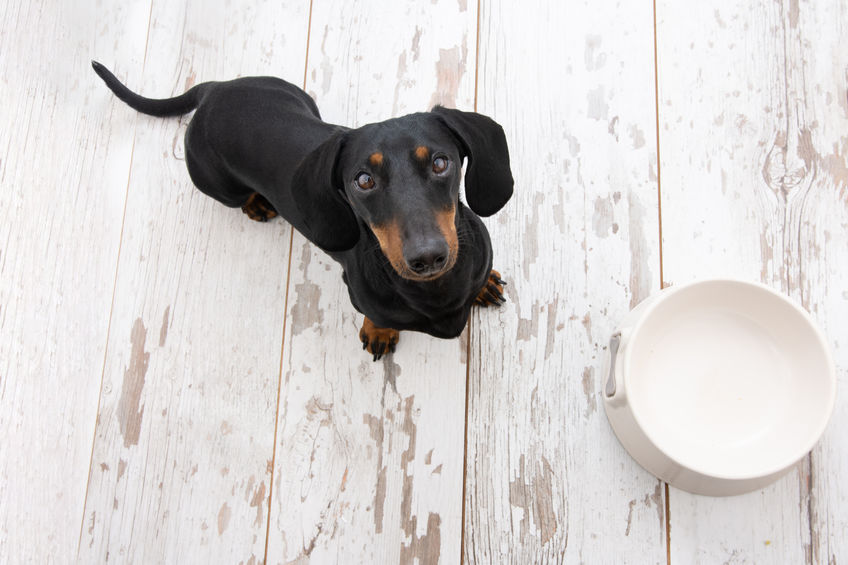 Hungry dachshund dog looking up next to a white bowl