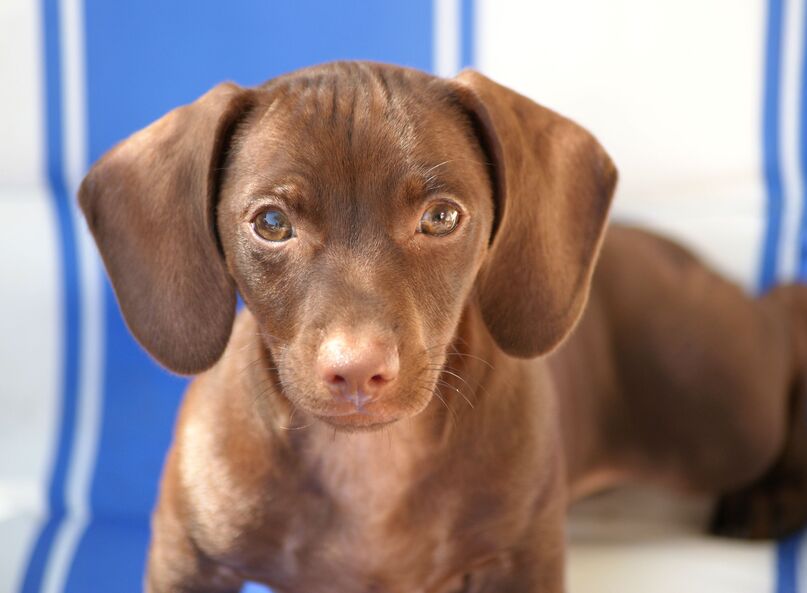 dachshund puppy