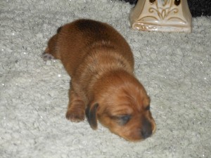 Dachshund Puppy