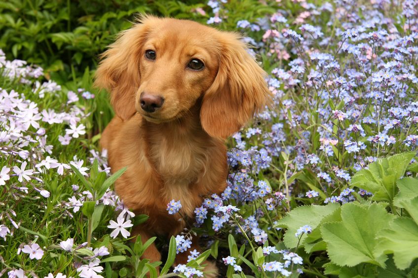 How to Protect Your Dachshunds from the Summer Sun