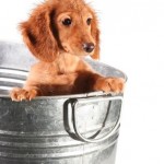The Proper Way To Give Your Dachshund Puppy A Bath