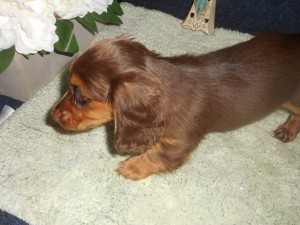 Lola, a Longhaired Chocolate and Cream Female