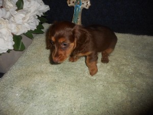 Lola, a Longhaired Chocolate and Cream Female