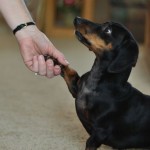 Activities That Both You & Your Dachshund Puppy Can Do