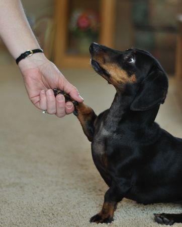 Activities That Both You & Your Dachshund Puppy Can Do
