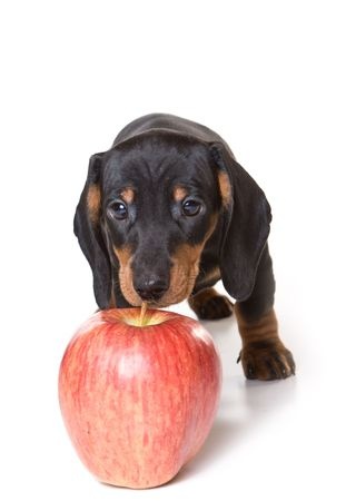 Help Your Dachshund Puppy Grow Up Strong
