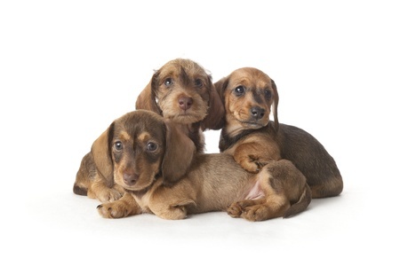 Popular Names For A Dachshund Puppy