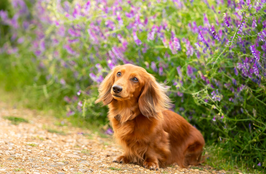 miniature dachshund sitting outside in front of flowers