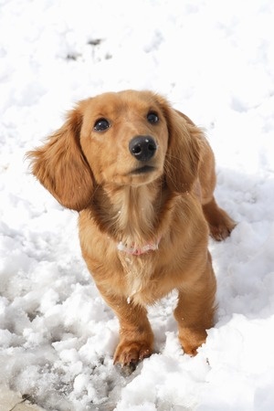 Keeping Your Puppy Healthy And Active During Winter