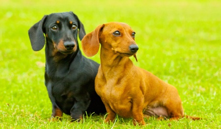 The Differences Between Miniature And Dachshund Puppies