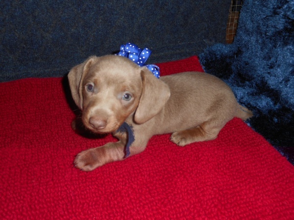 Dachshund Puppy