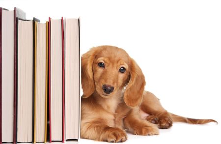 Dachshunds in Literature