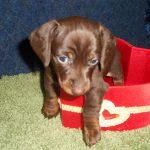 A Dachshund puppy sitting in a red heart-shaped bowl.