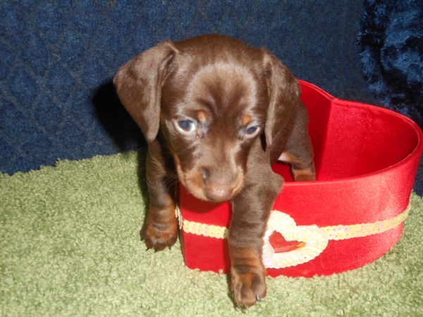 A Dachshund puppy sitting in a red heart-shaped bowl.