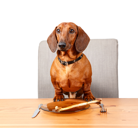 Dachshund Holiday Foods