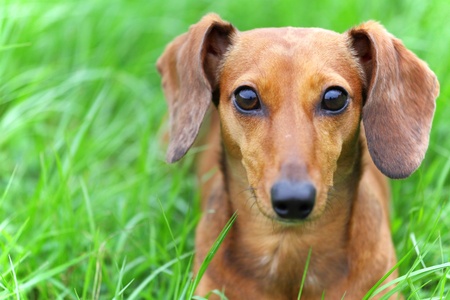 How to Housebreak a Dachshund