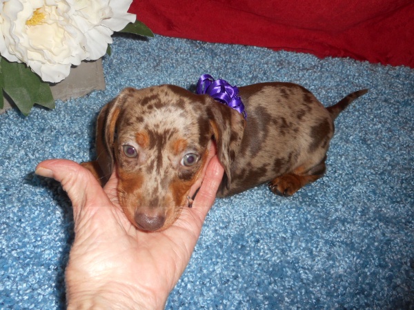 Windy S Short Haired Akc And Ckc Registered Chocolate And Tan