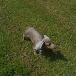 A Dachshund in the grass.