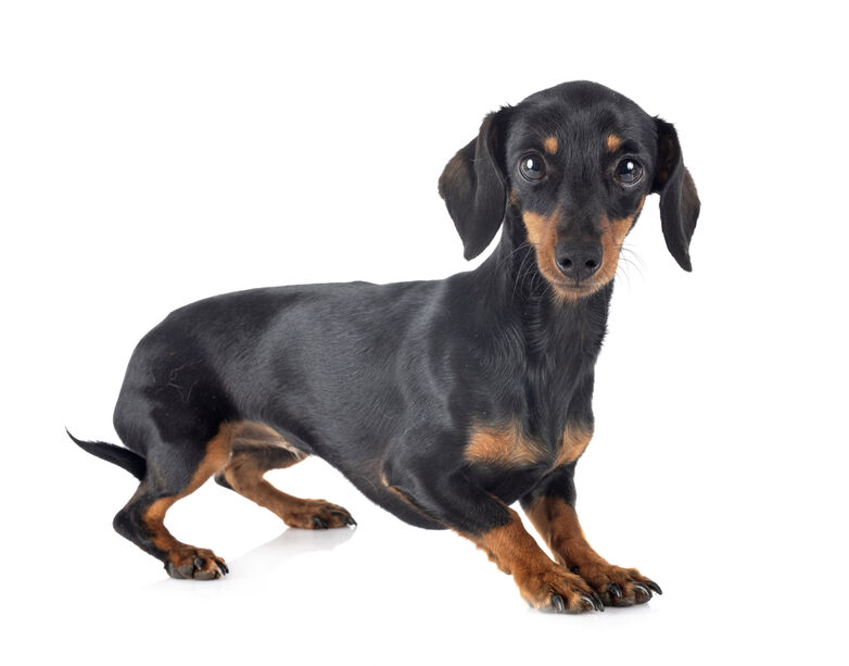 dachshund