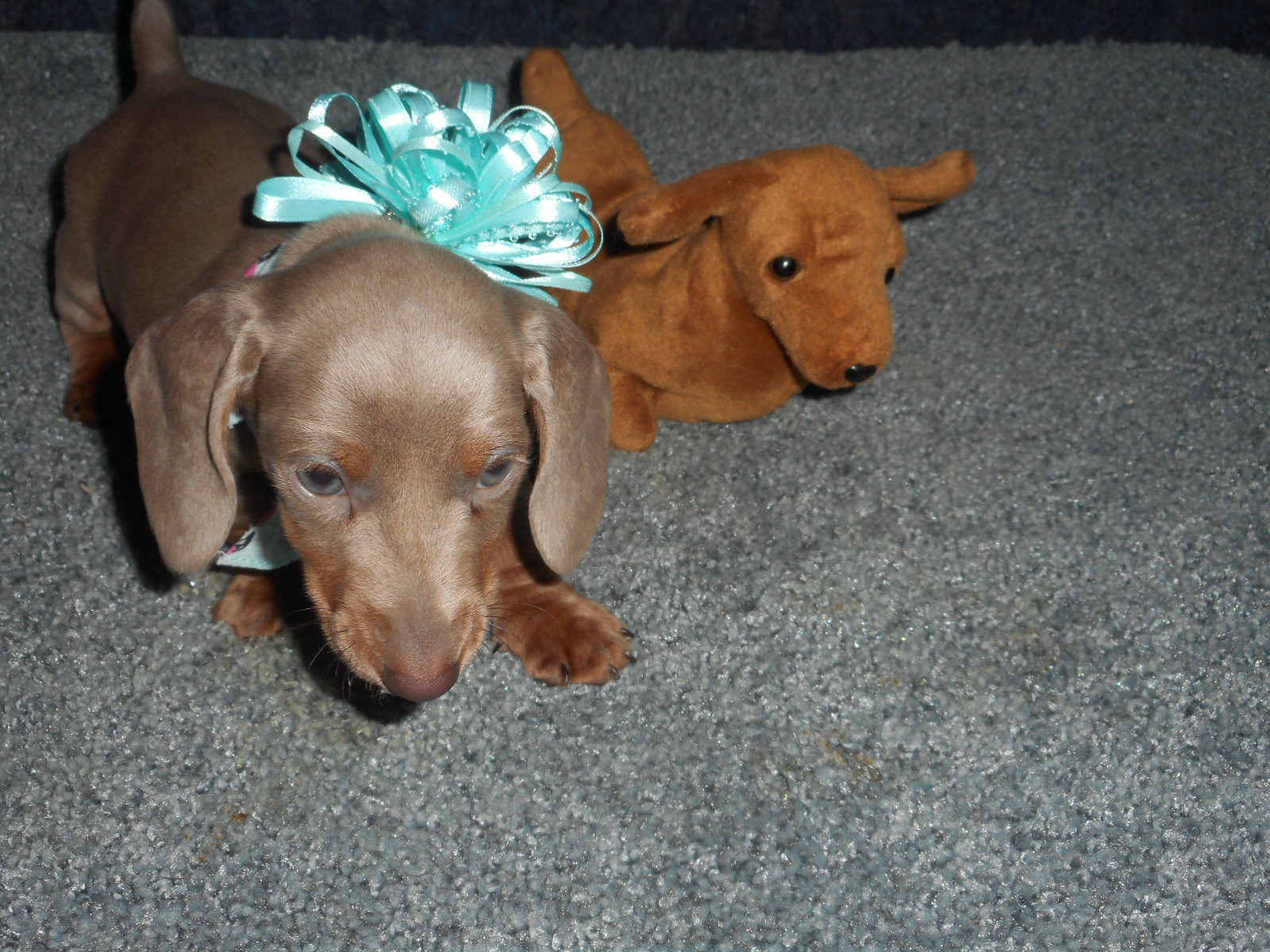 Patti's Dachshund Farm DSCN4038